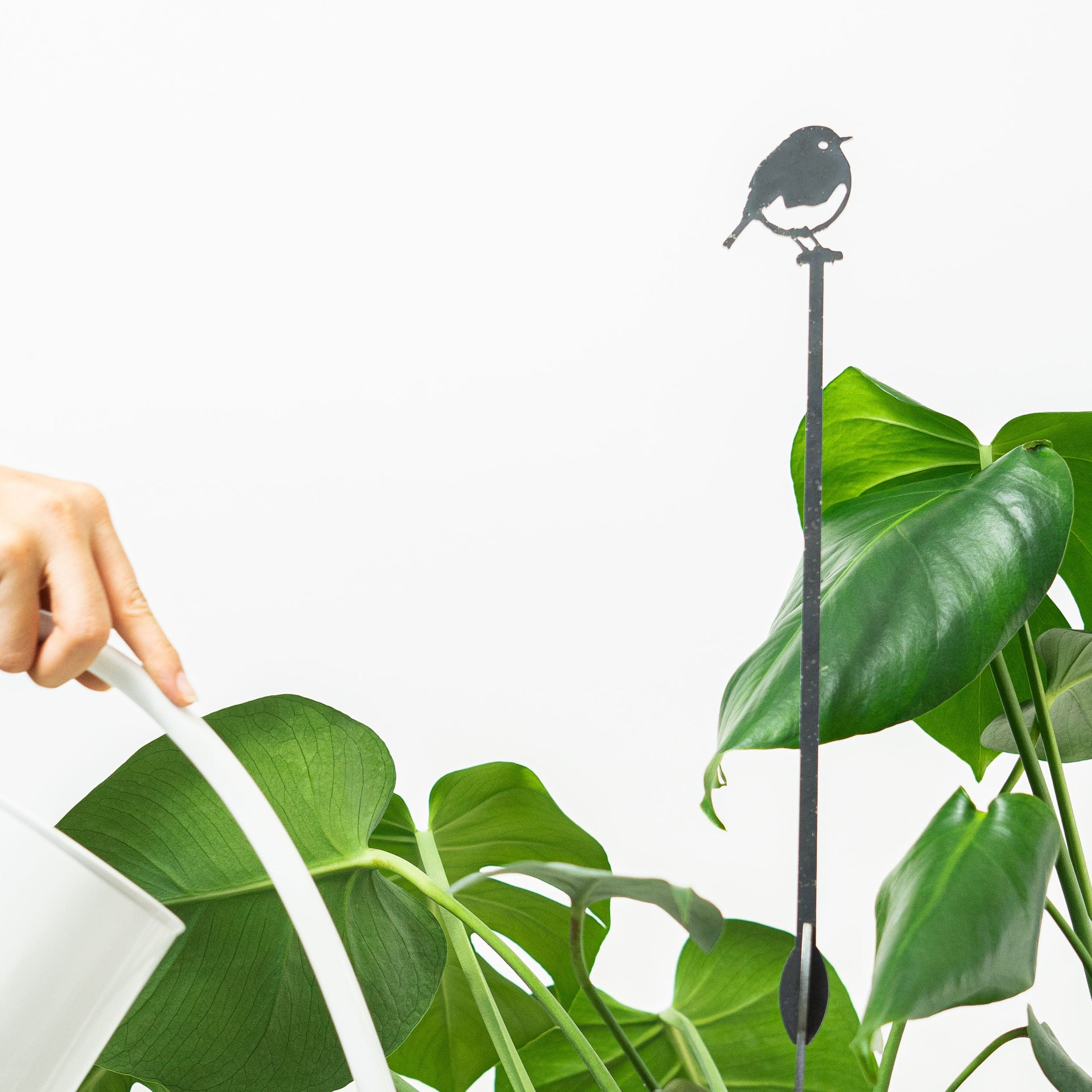 A hand waters green houseplants with a white watering can. Among the plants stands the Metalbird UK Robin Plant Stake - 70cm, a black metal bird-shaped silhouette on a stick, set against a plain white background.