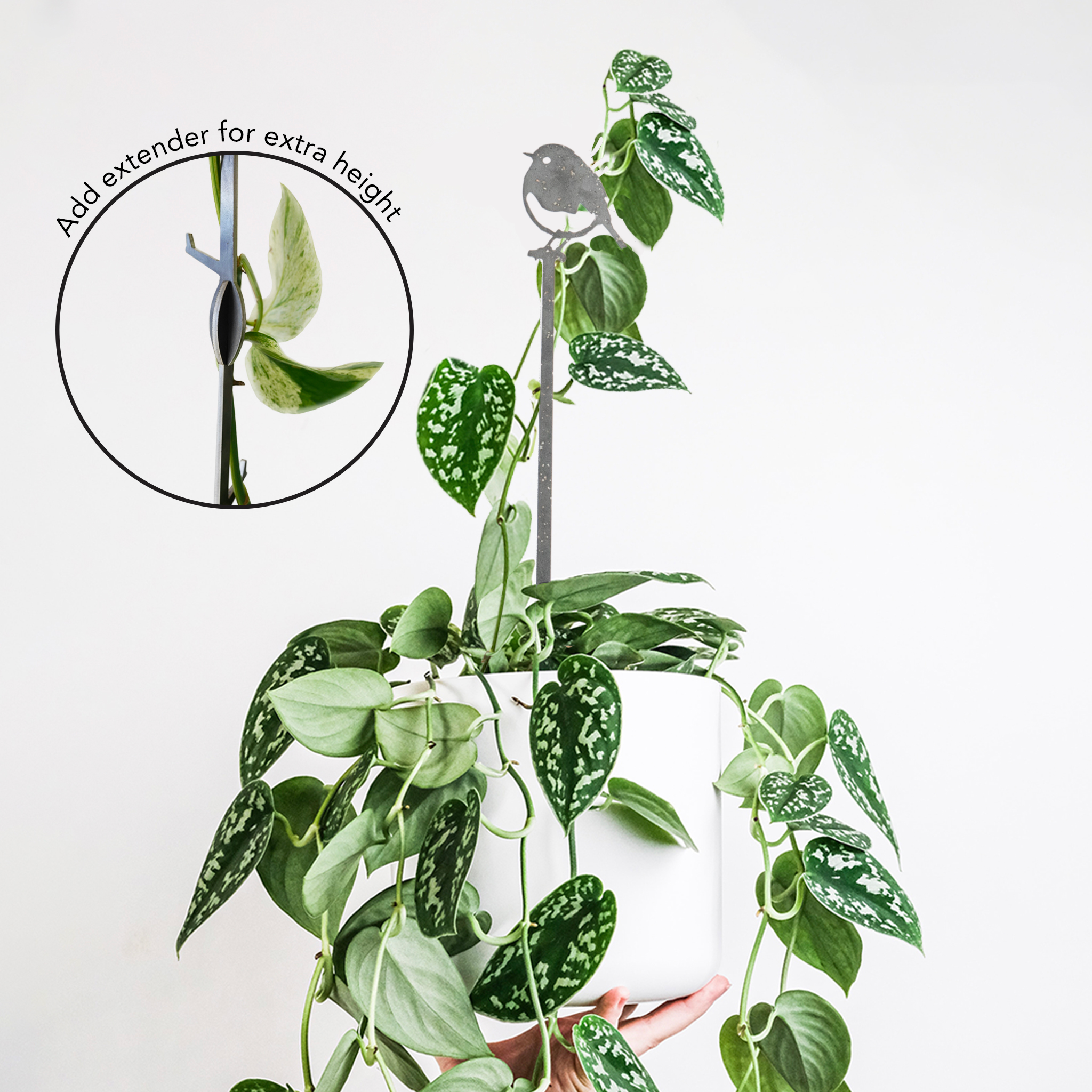 A hand displays a white pot with a trailing pothos, supported by a Metalbird UK Pair Of Plant Stakes. An inset highlights an extender attachment that adds height to the metal stakes.