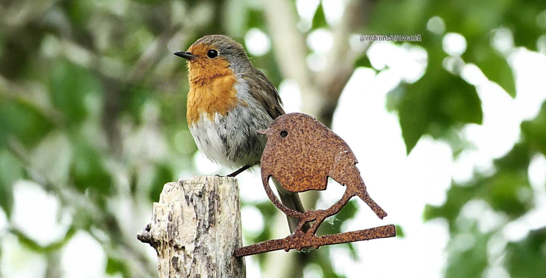 Five Ways to Help Our Feathered Mates (And Why It  Matters)