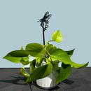 A leafy green pothos in a white ribbed pot with Metalbird UK's Honey Bee Single Plant Stake (70cm), set against a light blue background—an elegant indoor gift or artful yard accent.