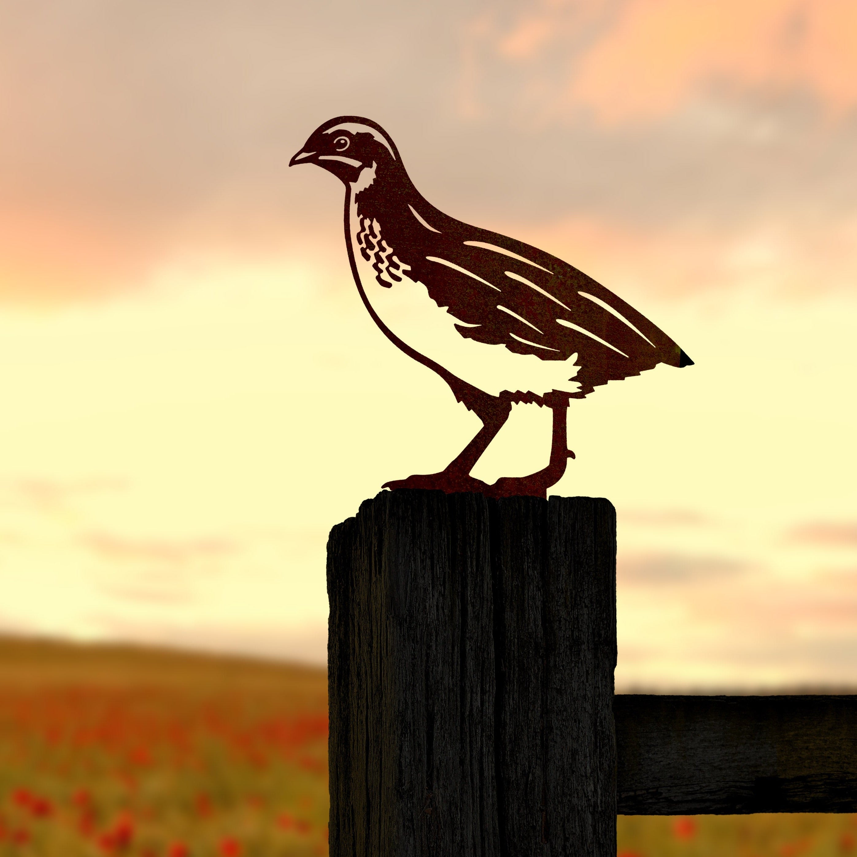 Common Quail