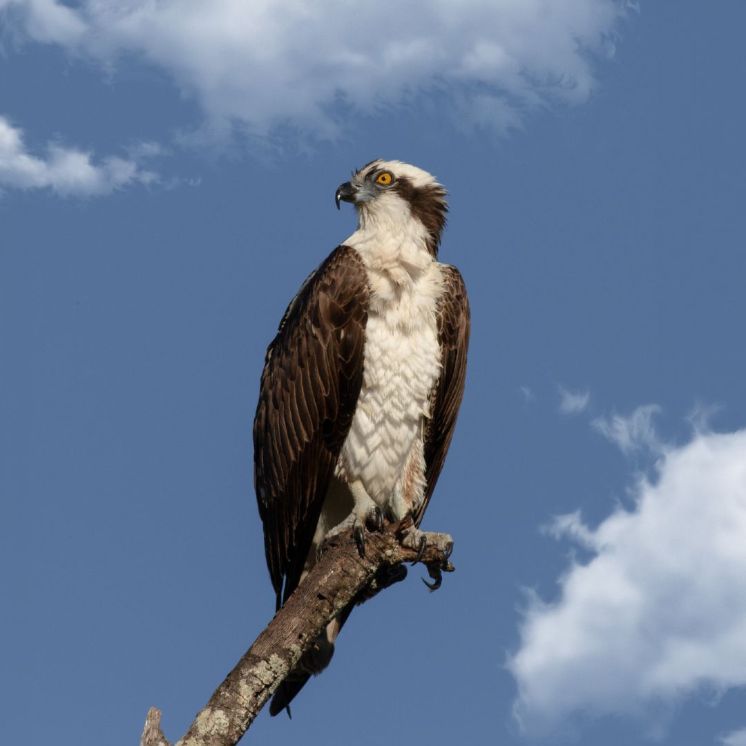 Osprey