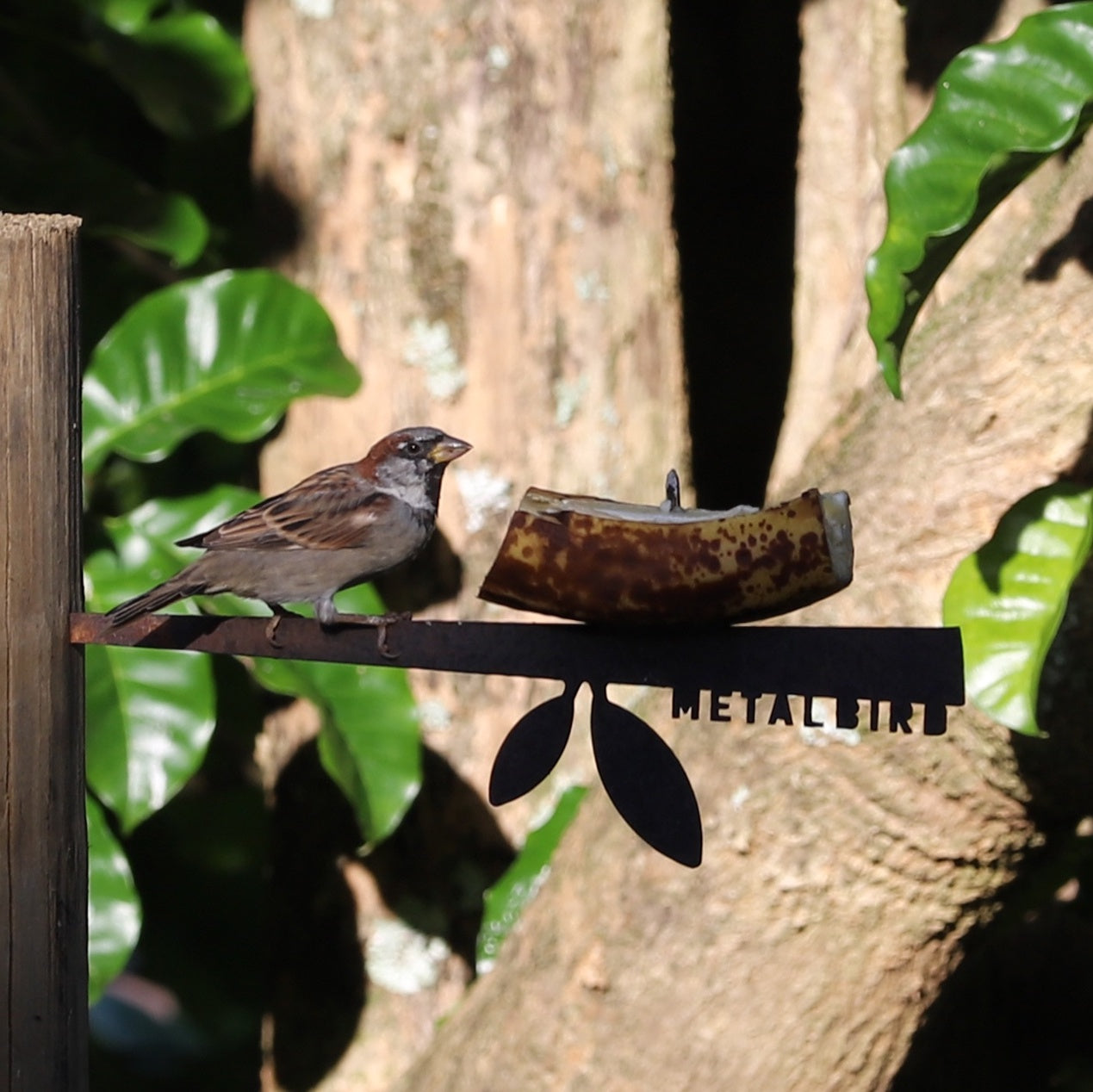 A sparrow perches on the Stick Feeder by Metalbird UK, enjoying a banana slice. The feeder’s silhouette stands out against green leaves and a tree trunk—an ideal gift for bird lovers.