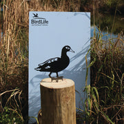 Laysan Duck