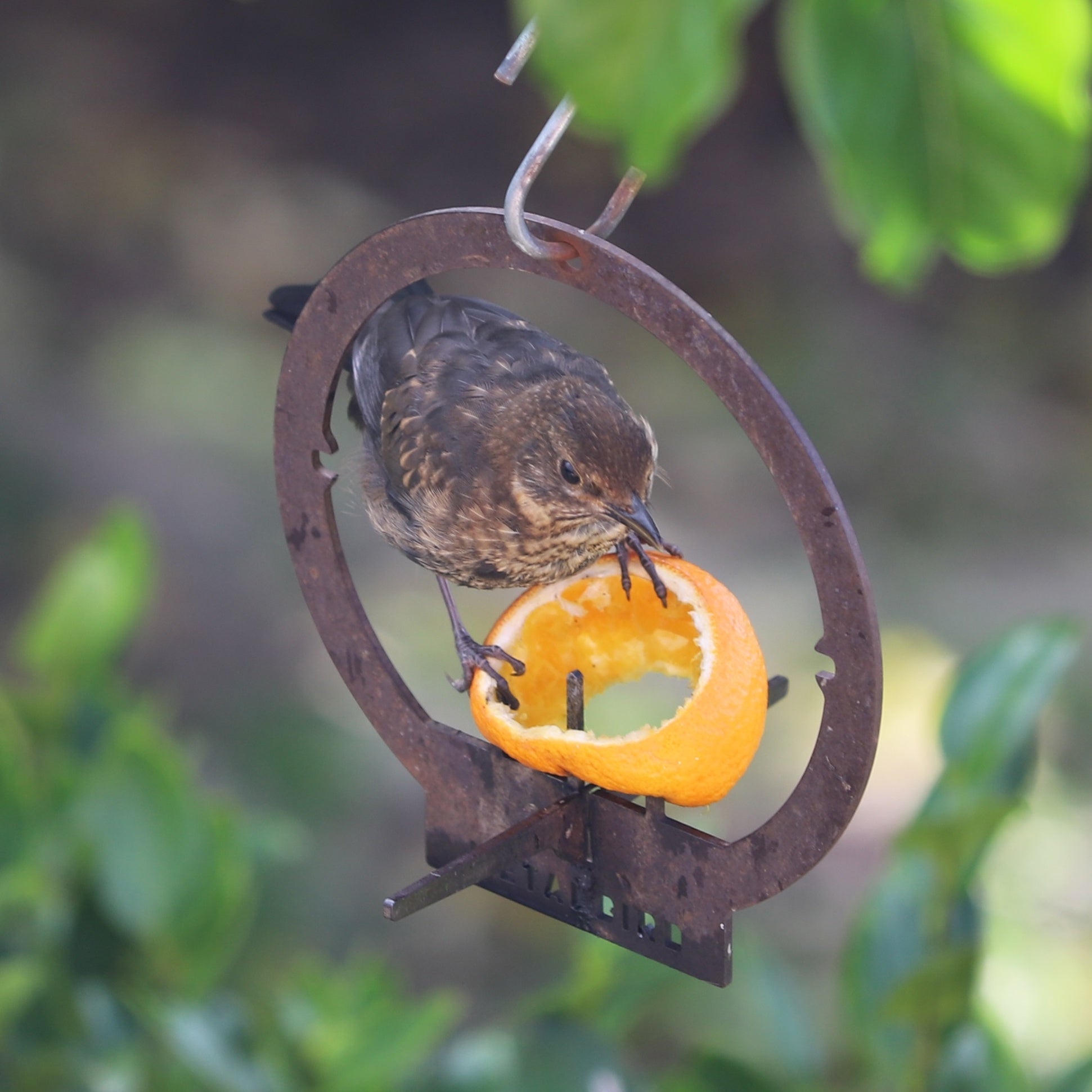 A small brown bird perches on the Metalbird UK Hanging Feeder, pecking at orange peel on its circular corten steel design, framed by green leaves and a soft-focus garden—an enchanting piece of garden art in action.