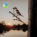 A House Sparrow silhouette by Metalbird UK, crafted in premium corten steel, perches on a branch at sunset by a lake with a tree trunk in the foreground. RSPB logo and "Proud to Partner with RSPB" appear in the upper left corner.