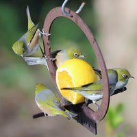Four small green and yellow birds gather on the Metalbird UK Hanging Feeder, enjoying a halved orange. The softly blurred background highlights the scene, making this feeder a beautiful addition to any garden.