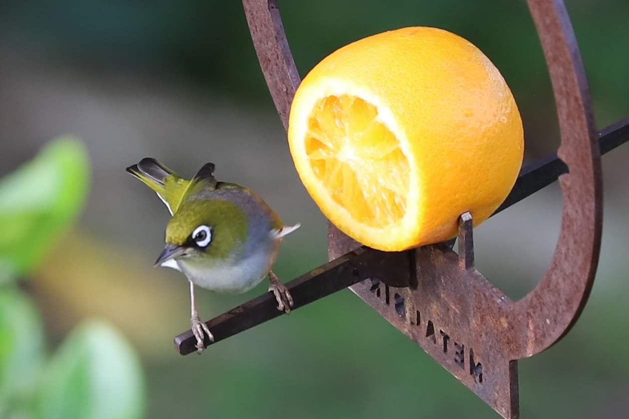 A Metalbird UK Hanging Feeder, shaped like a small green and white bird, perches on a metal rod beside a halved orange against a blurred green backdrop.