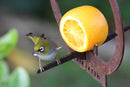 A Metalbird UK Hanging Feeder, shaped like a small green and white bird, perches on a metal rod beside a halved orange against a blurred green backdrop.