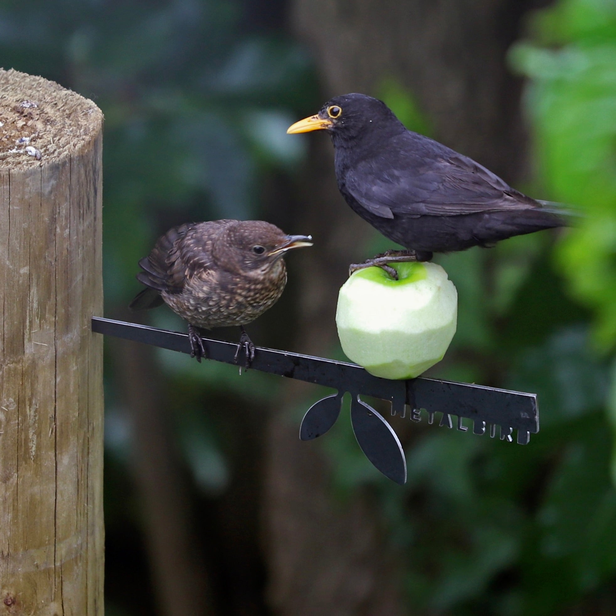A juvenile and an adult blackbird perch on a Stick Feeder by Metalbird UK; the adult stands on a green apple attached to the feeder, with yard art silhouettes and greenery softly blurred in the background.