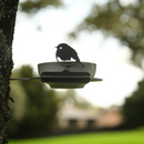 The Bowl Bird Feeder by Metalbird UK features a metal bird silhouette perched on its edge, attached to a tree for charming yard art, with a blurred green field and trees as the scenic backdrop.