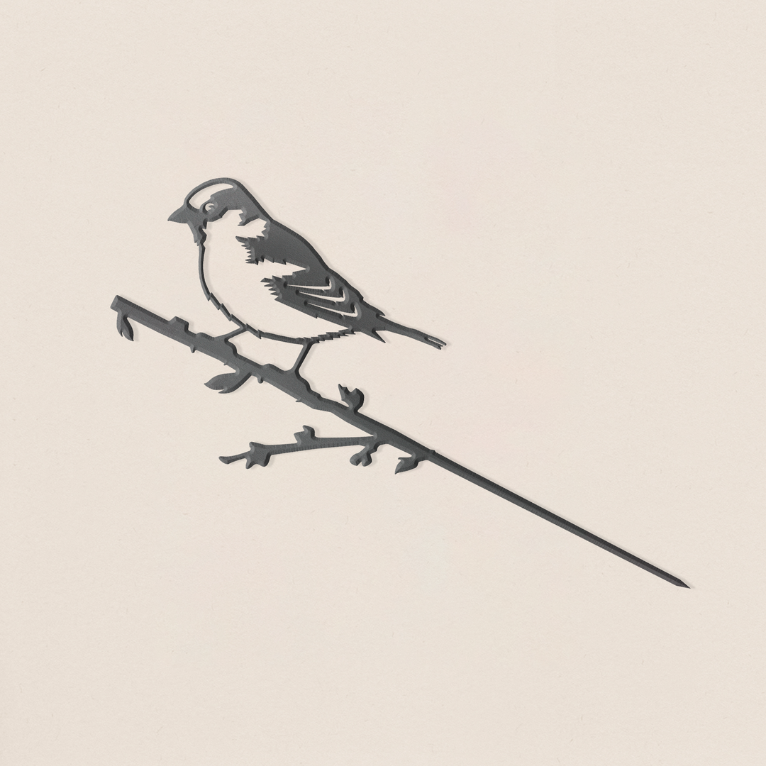 House Sparrow