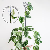 A hand holds a white pot with a trailing vine plant supported by the Metalbird UK Blue Tit Plant Stake – 70cm. An inset shows how to add an extender for extra stake height. Text reads, “Add extender for extra height.”.