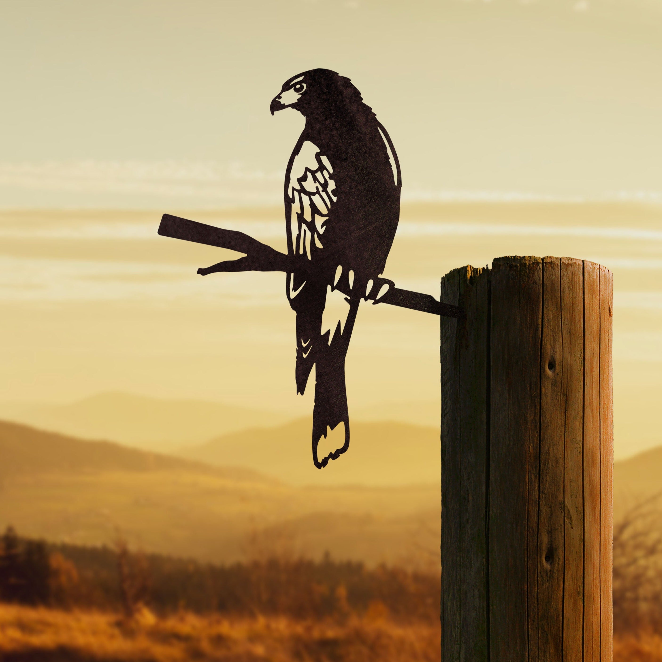 Harris Hawk