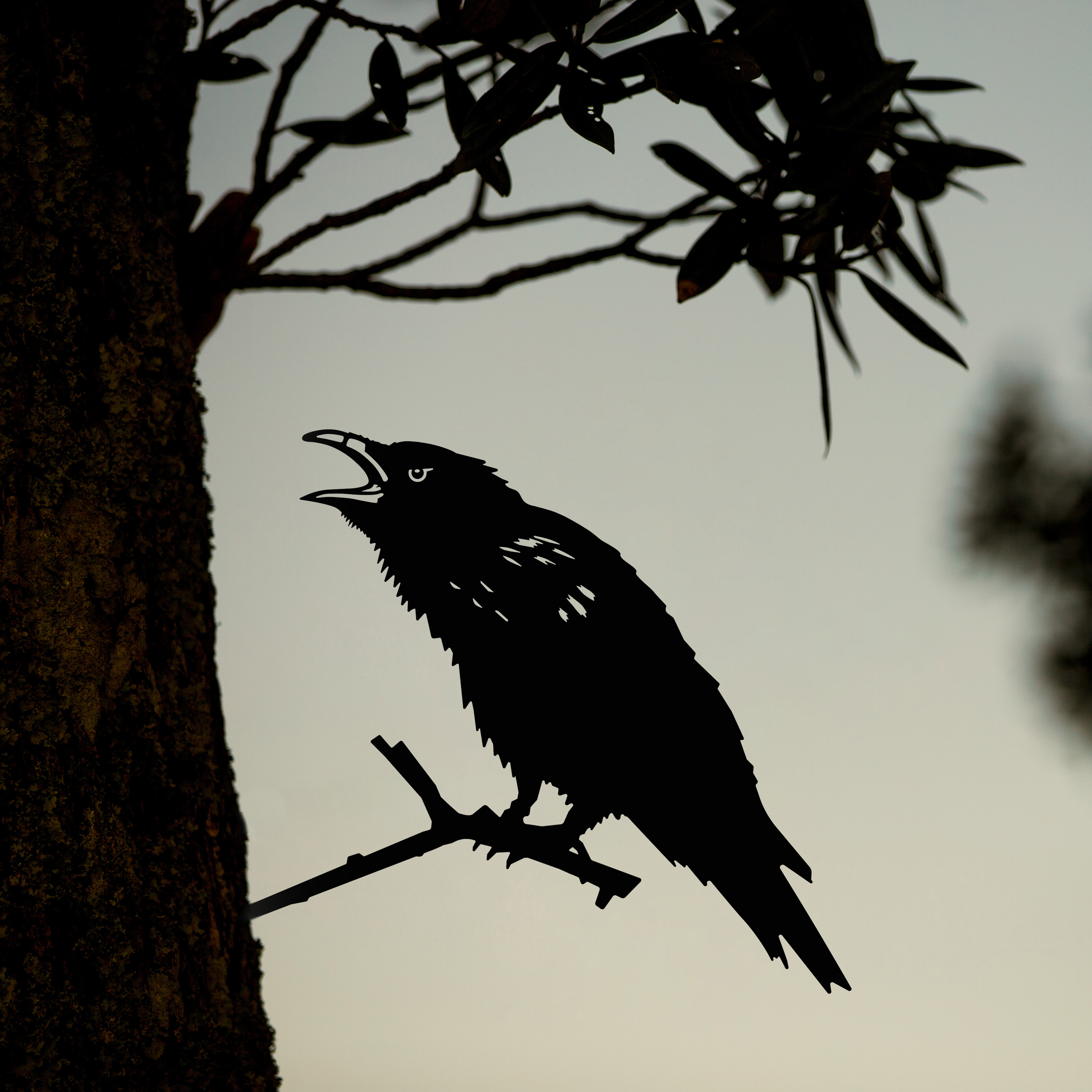 Raven