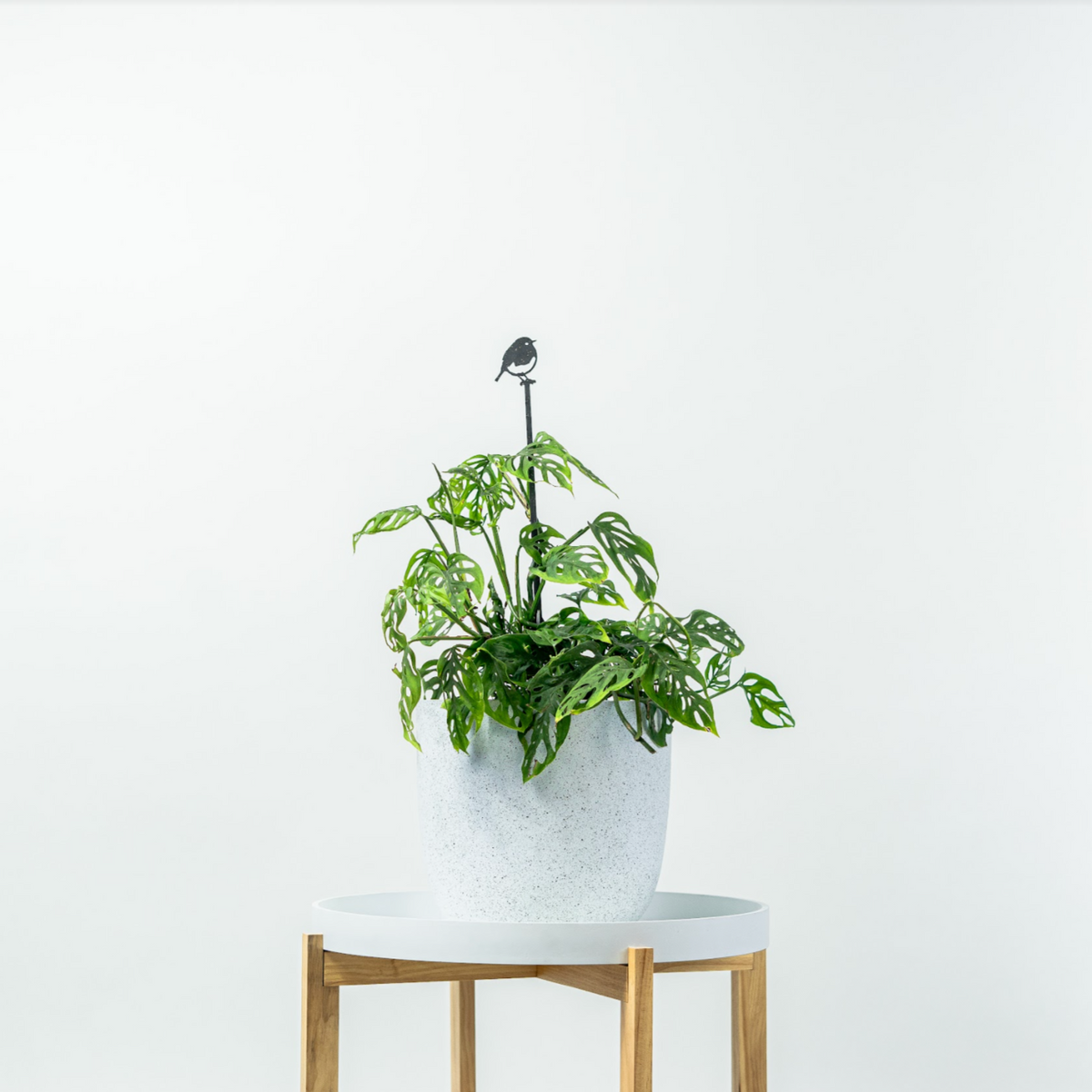 Robin Plant Stake shown at full height in a potted plant on a wooden stand.