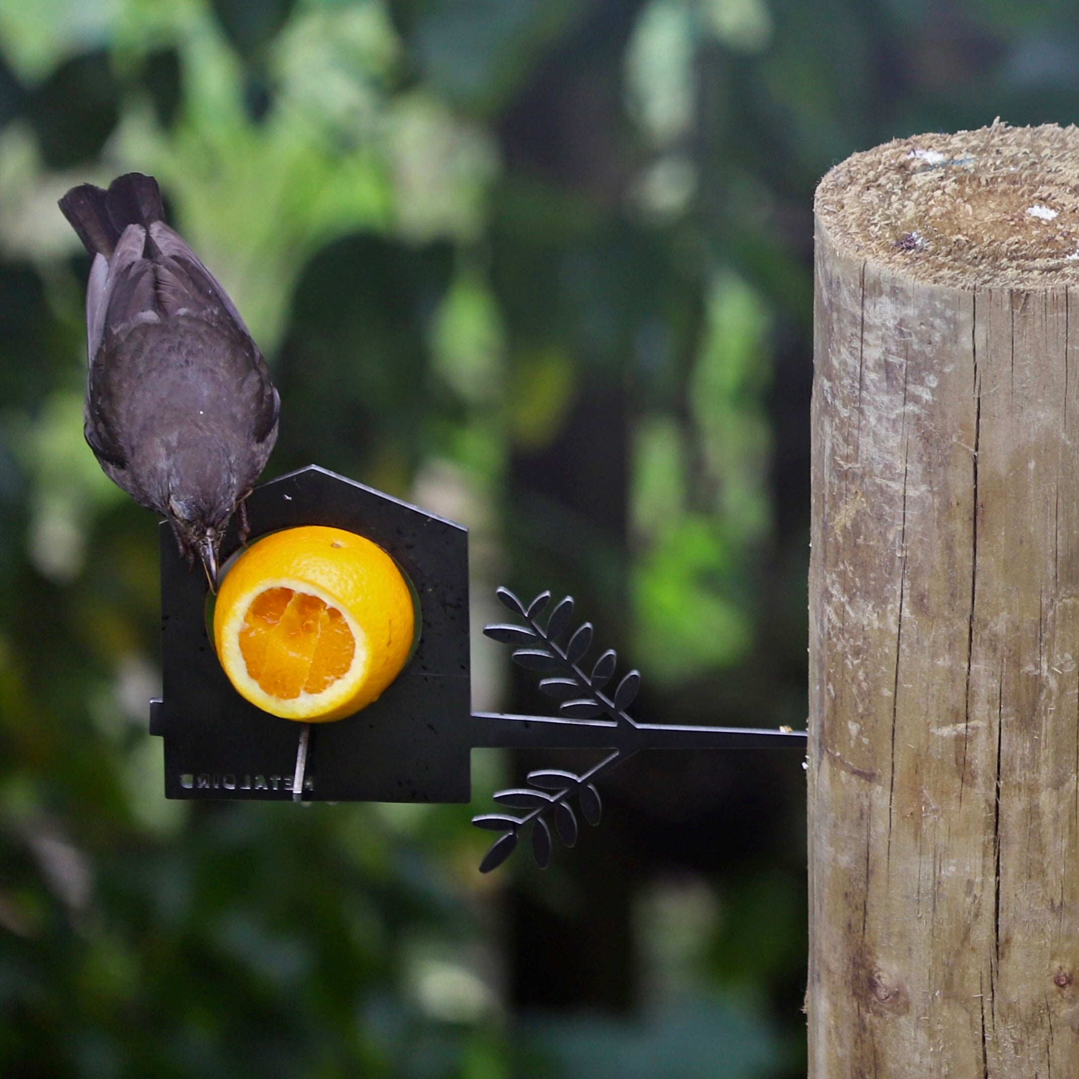 A bird perches on a Metalbird UK Bird Feeder mounted to a wooden post, pecking at half an orange atop the feeder, with blurred green foliage in the background.